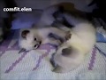 Тайские котята играют