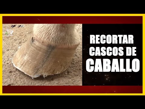 Video: Qué hacer y qué no hacer para recortar un caballo