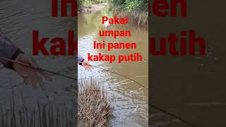 umpan jitu 🩸 mancing kakap putih (baramundi) sungai Kalimantan #shorts