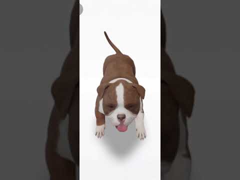 Pitbull 3D Video Pitbull 3D Video Short Beta Dangerous Dog Trending Youtube