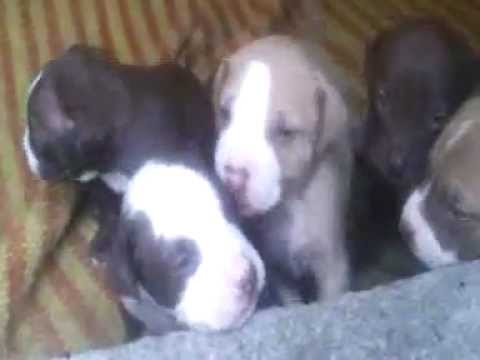 Cachorros Pitbull A La Venta Quito Ecuador Youtube