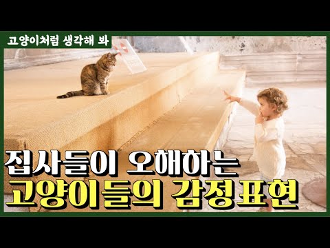 집사들이 오해하는 고양이들의 감정표현 | <strong>꾹꾹이</strong> 부터 우리는 오해를 하고 있었다 !! 충격 주의