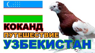 Путешествие в Узбекистан Коканд и Ташкент. Двухчубые голуби. Tauben. Pigeons الحمام Merpati Kalapati