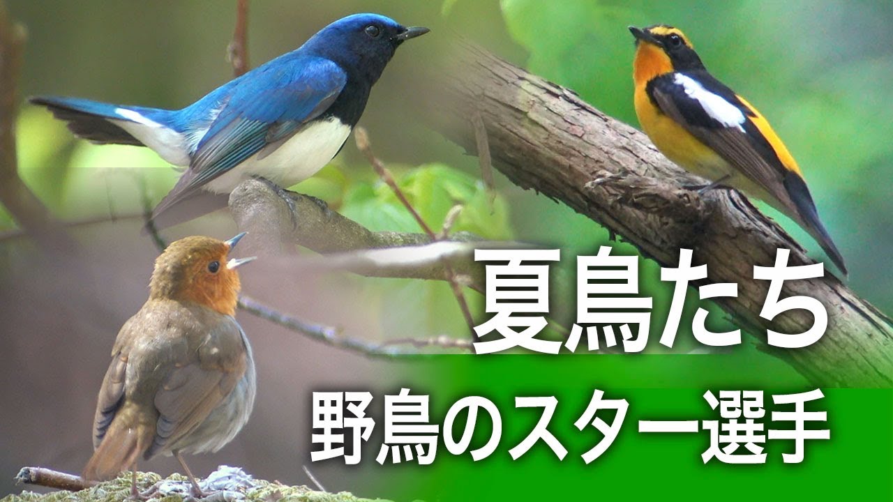 春に飛来する夏鳥たち 野鳥のスター選手たち オオルリ キビタキ コマドリ Youtube