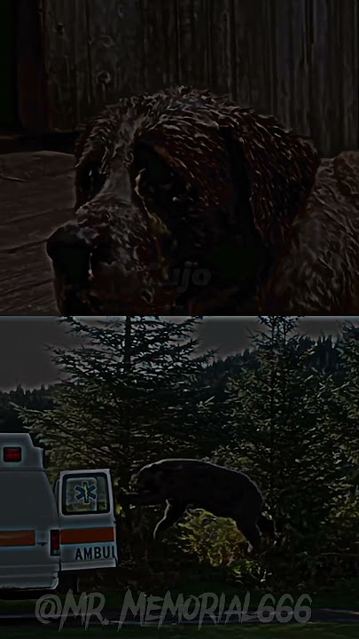 Cocaine Bear vs Cujo #shorts
