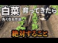【白菜】育ってきたら必ずこれ！丸くなるためにも必須です！