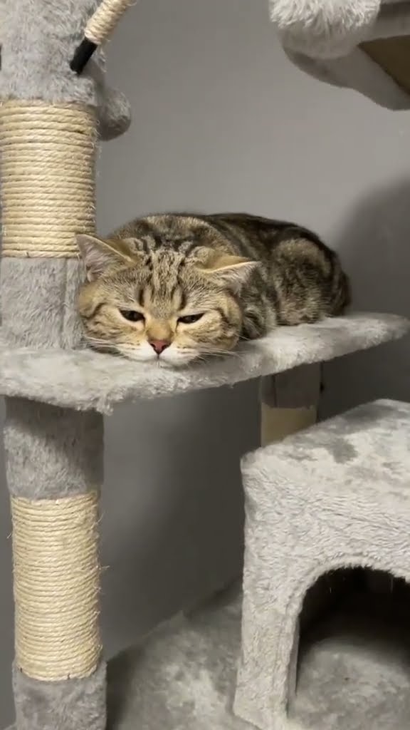 Top des vidéos très mignon ♥️ ❄️ ♥️ ❄️ ♥️