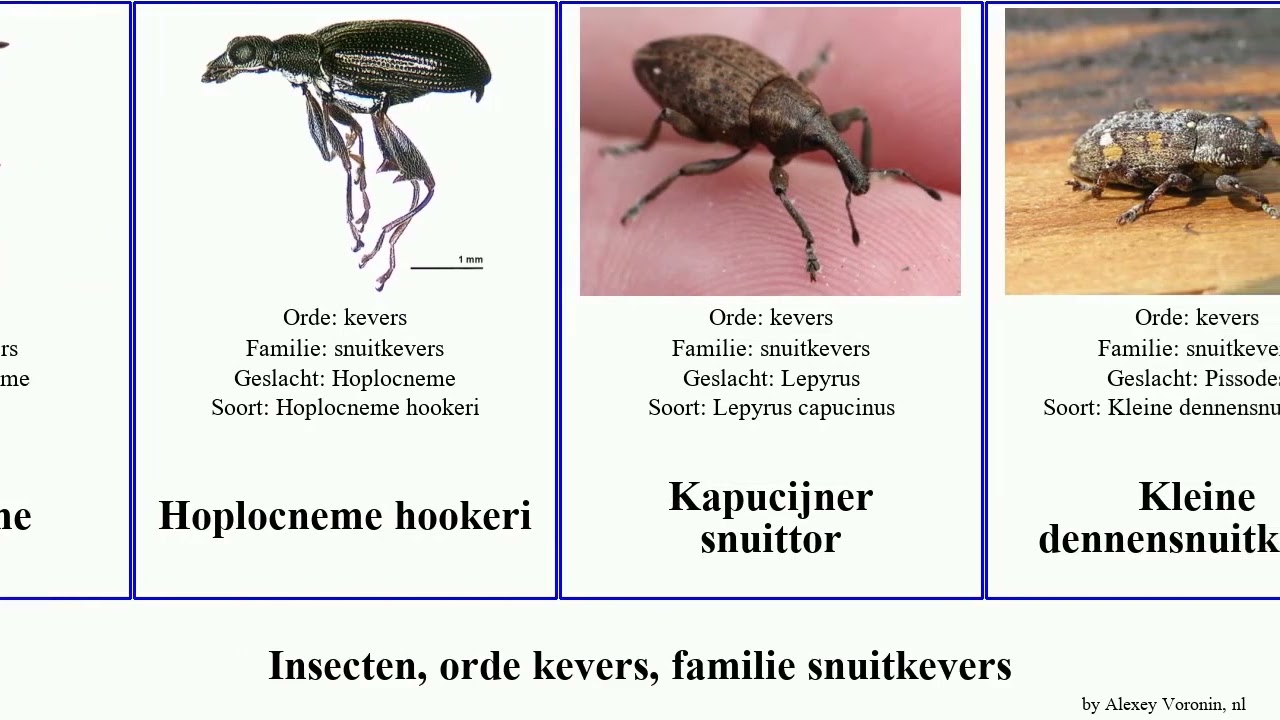 Insecten, orde kevers, familie snuitkevers phoenix helios valens ruber hookeri germanus Kleine