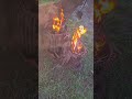 Медь Медь Медь