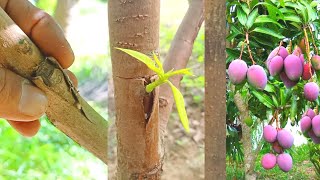 Mango Bud Grafting | Mango V Grafting Technique With Result 100% Success