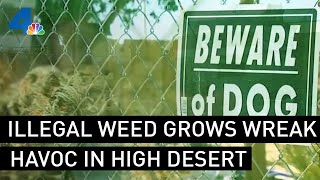 Illegal Weed Grows Wreak Havoc in the High Desert | NBCLA