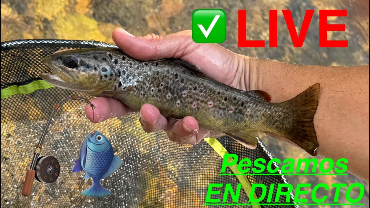 ¡Mazuelas Fly Fishing ✅PESCANDO EN DIRECTO✅SPANISH NYMPH🎣