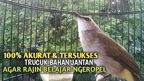 Trucuk BETINA memanggil Jantan Suara Birahi Ngecuplik 100% pancingan trucukan gacor agar BUNYI EMOSI