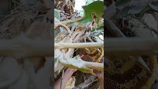 mật ong ruồi  #bee #matongrungnguyenchat #shortvideo #tuancosanong