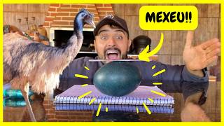 Vai Nascer? Ovo de Emu Australiano Está Mexendo - Recolhendo Ovos de Gansos | Gutejando