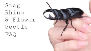 Stag Beetle care FAQ