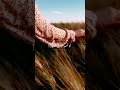 بيتك انا والروح انا ورده حالات واتس أب أليسا