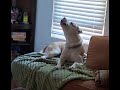 96833a Deacon - Adoption Ambassador video