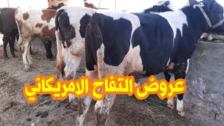 اضخم عروض عجول التسمين12 عجل خليط عالي هولشتين وفرزين اوزان 240/85