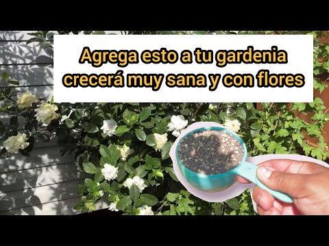 Video: Gardenia Not Blooming: hacer que un jardín florezca