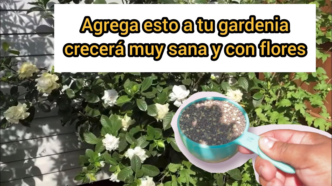 HAZ ESTO Y TU GARDENIA CRECERÁ SANA Y CON FLORES || Como cuidar gardenias