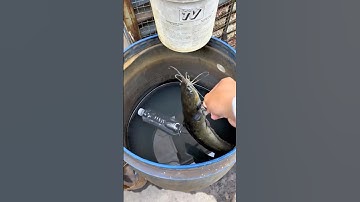 Câu cá bằng chai nước lại lên hàng liên tục! #cauca #fishing #fish