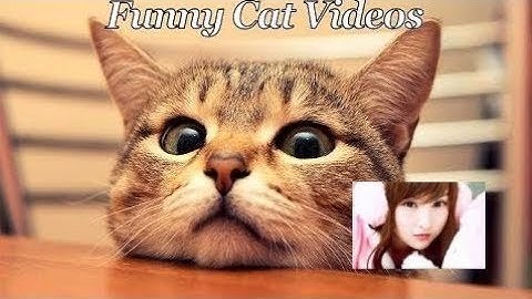 Try Not To Laugh Challenge - Funny Cat & Dog Vines compilation 2017