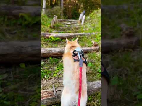 【キャンプ】ユンボに会いたい柴犬【shiba inu】#shorts #japanesedog #犬連れキャンプ #dog