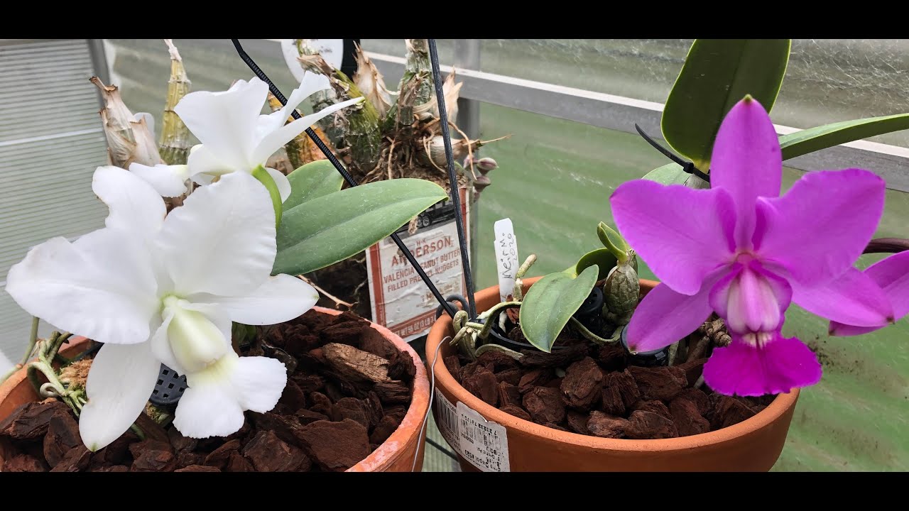 Cattleya walkeriana 'Estrela da Colina' x sib- March 22, 2020
