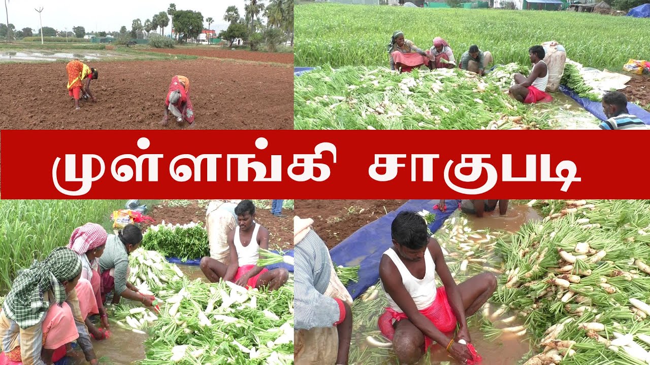 முள்ளங்கி சாகுபடி செய்வது எப்படி|How to cultivate radish |Agrinews|dharmapuriwebtv