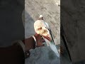 कबूतर 👀🕊️फालतू #kabutarbazi #kabootar #hindichildrenssongs #bird species