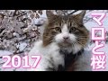 【猫 メインクーン】マロと桜2017