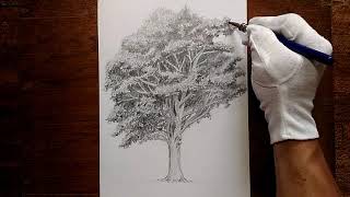 素描 畫 金城武樹 Drawing Takeshi Kaneshiro Tree