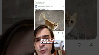 Blurry pictures of cats revisited #cats #cat #reddit