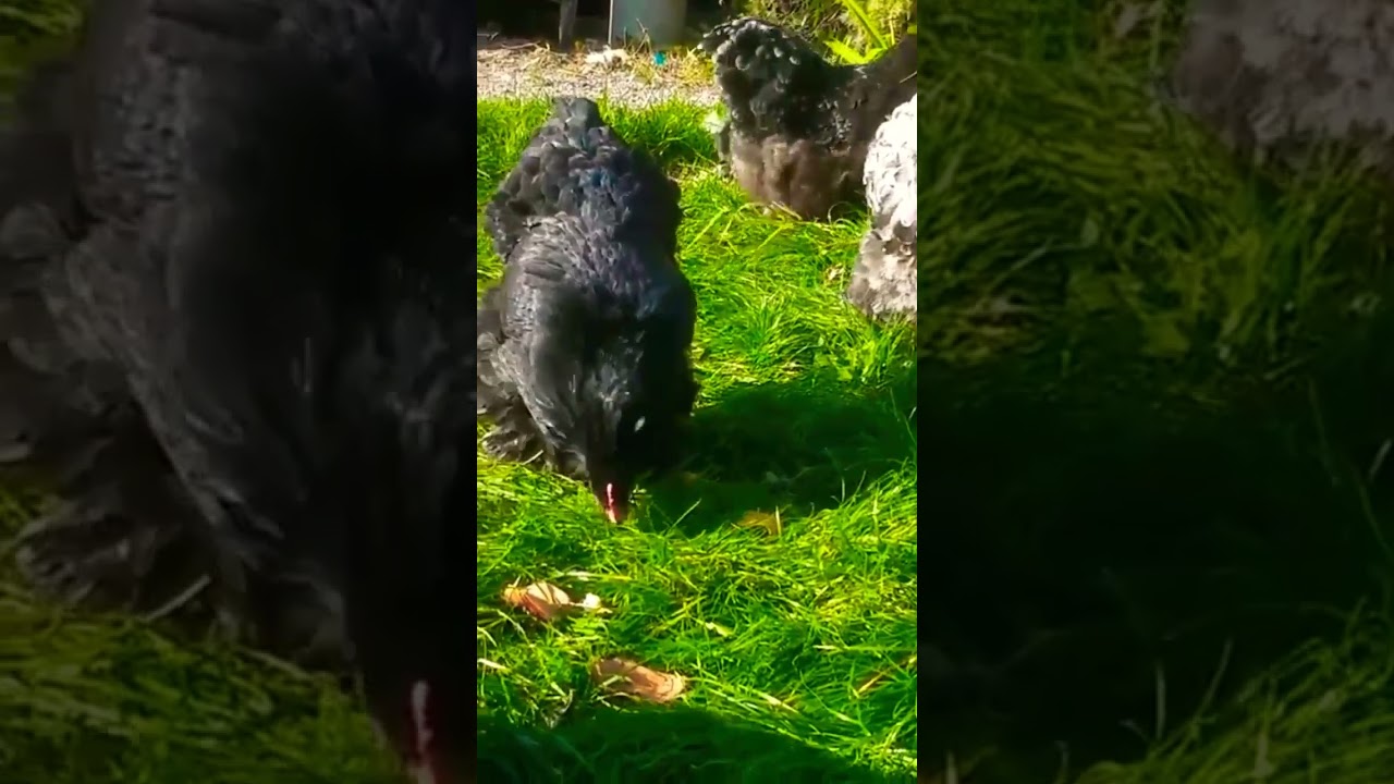 Mottled Cochin Bantam Top Quality Fancy Hens 