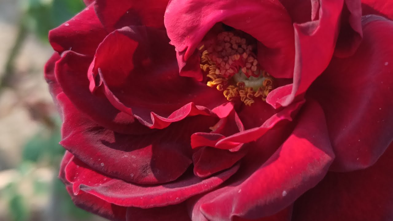 Dr. Seema Verma is live