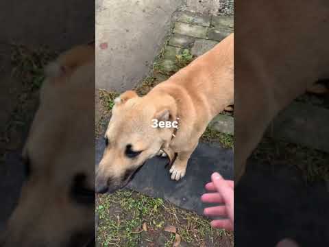 Зевс )ЧБД)