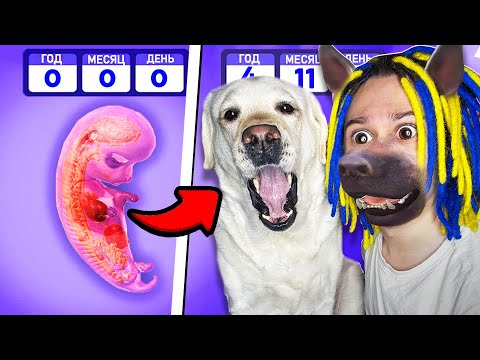 Видео: ЭТОТ СИМУЛЯТОР СОБАКИ СЛИШКОМ РЕАЛИСТИЧНЫЙ!! (Dog Life Simulator)