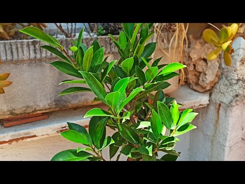 Video: Suelo De Ficus: ¿qué Tipo De Suelo Se Necesita Para Cultivar Ficus De Interior En Casa? Composición Del Suelo. ¿Es Un Ajuste Universal?