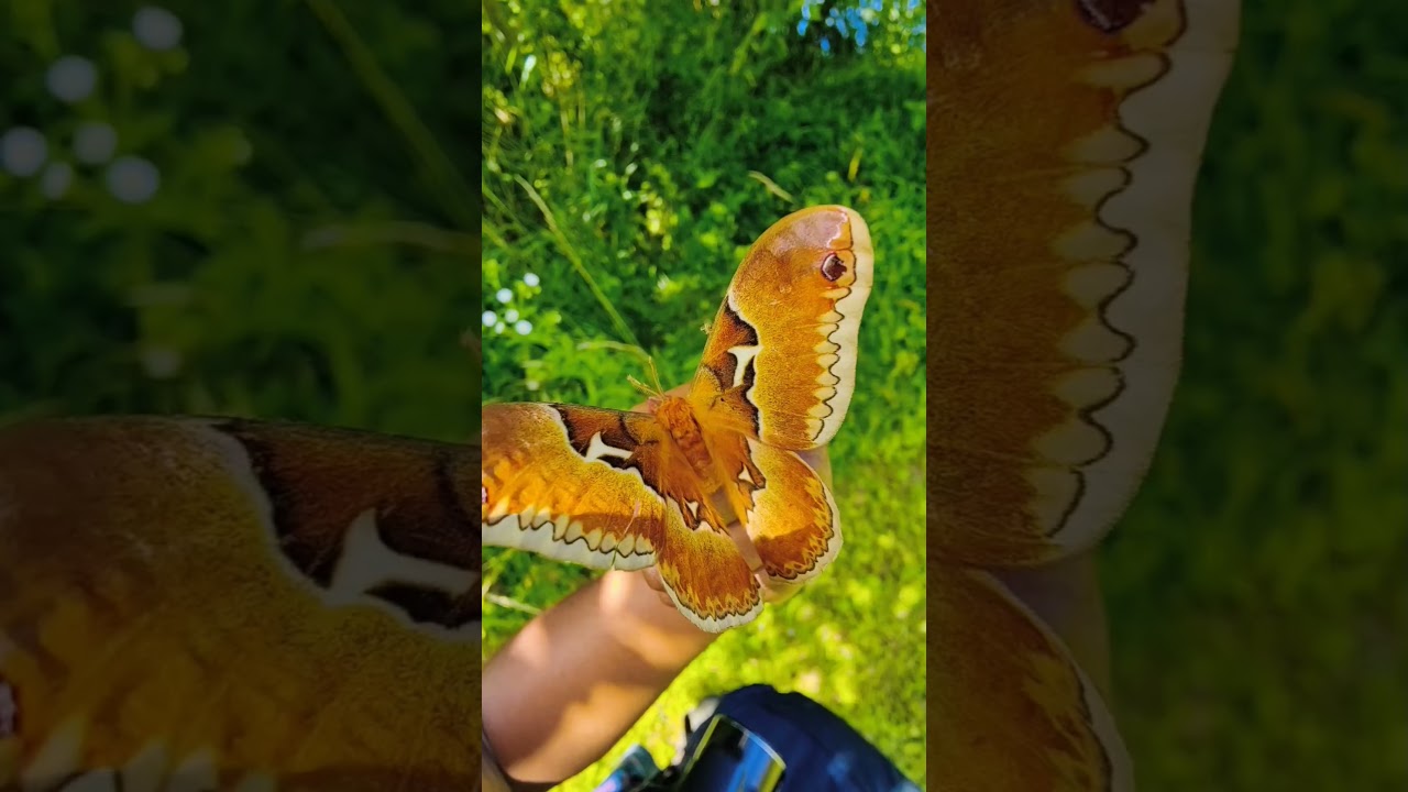 My very first TULIP TREE SILKMOTH on May 31st!!!! 🤩🥰 