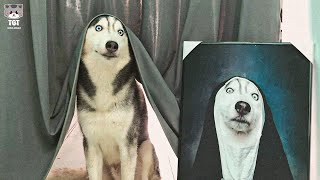 I would die laughing for this Husky Dog🤣 Funny husky videos