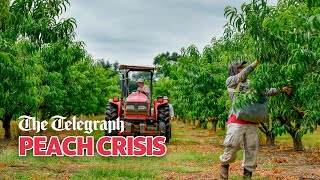 What Caused Georgia’s Catastrophic 2023 Peach Crop