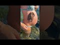 Octopus clings to pregnant belly  viralhog