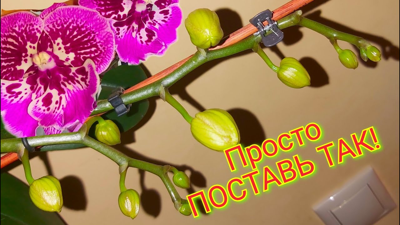 Просто ПОСТАВЬ ТАК❗ ОРХИДЕЯ БУДЕТ ЦВЕСТИ ВЕЧНО и КОРНИ будут ЗДОРОВЫЕ