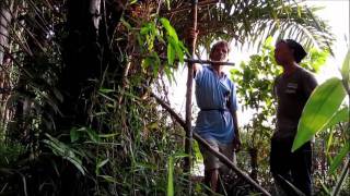 Yayorin - Nira di Hilir