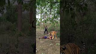 Dost ka upar tiger attack in jungle VFX funny #viral #wildlife #leopard attack #amazon video viral