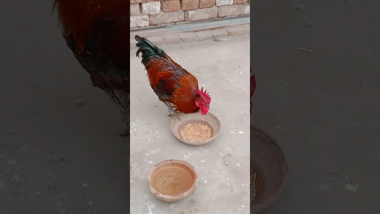 Satisfying Rooster Eating Wheat