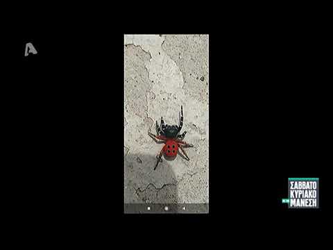 LamiaReport.gr: Αράχνη-Πασχαλίτσα στη Λαμία - ΣΚ Μάνεσης