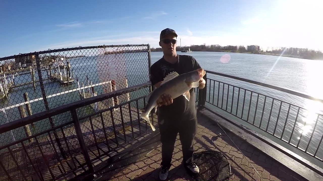 Detroit river shore walleye (2018)