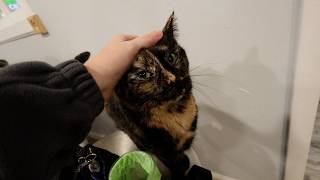 Sweet girl just wants pets